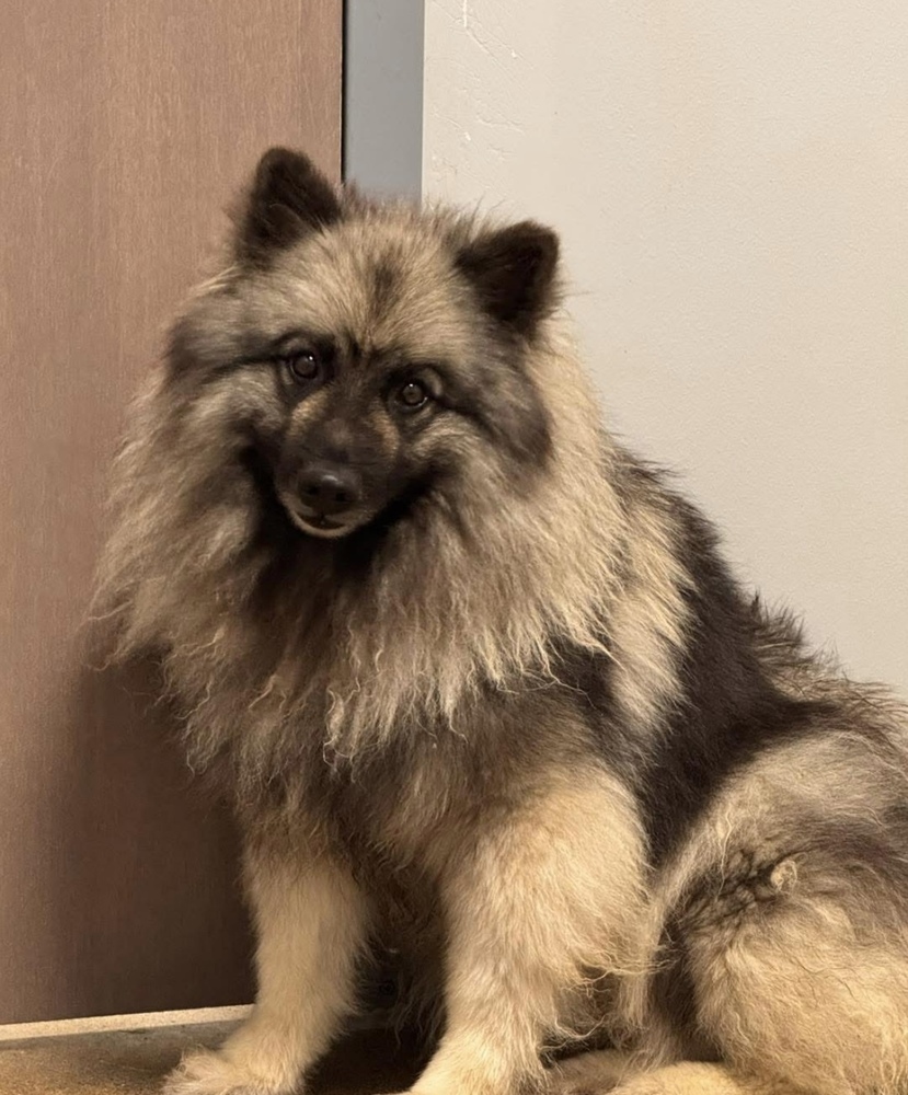 Castile, an adoptable Keeshond in Fort Madison, IA, 52627 | Photo Image 1