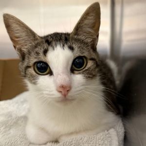 Bea, Adult Female Domestic Short Hair