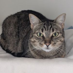 Jason, Adult Male Domestic Short Hair
