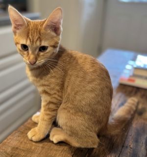 KITTEN PETUNIA, Baby Female Tabby