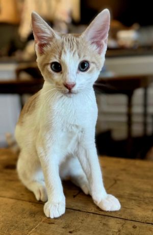 KITTEN HENRY, Baby Male Tabby