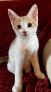 KITTEN HENRY photo 2