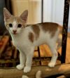 KITTEN HENRY photo 3