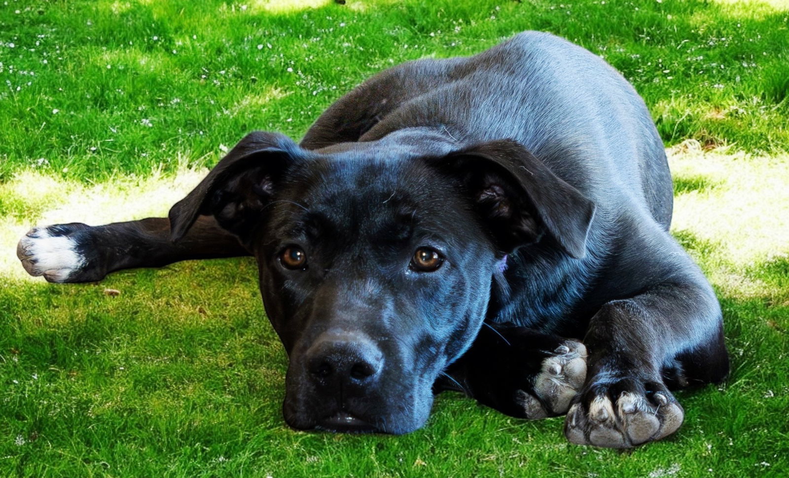 PUPPY ISAAC