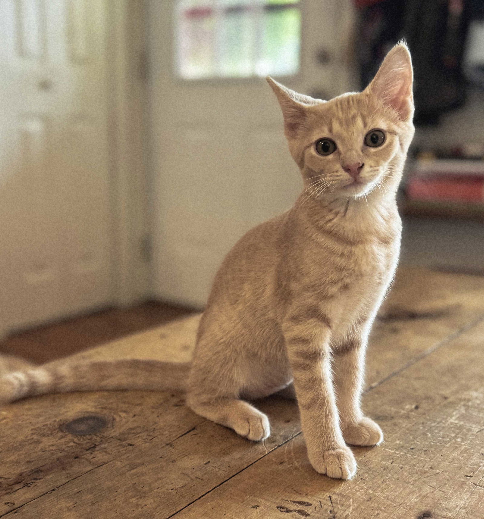 KITTEN GEORGIA