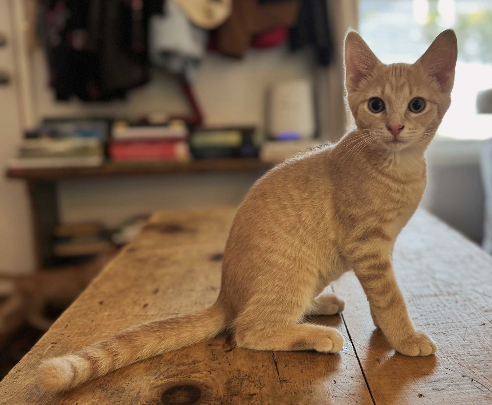 KITTEN GEORGIA