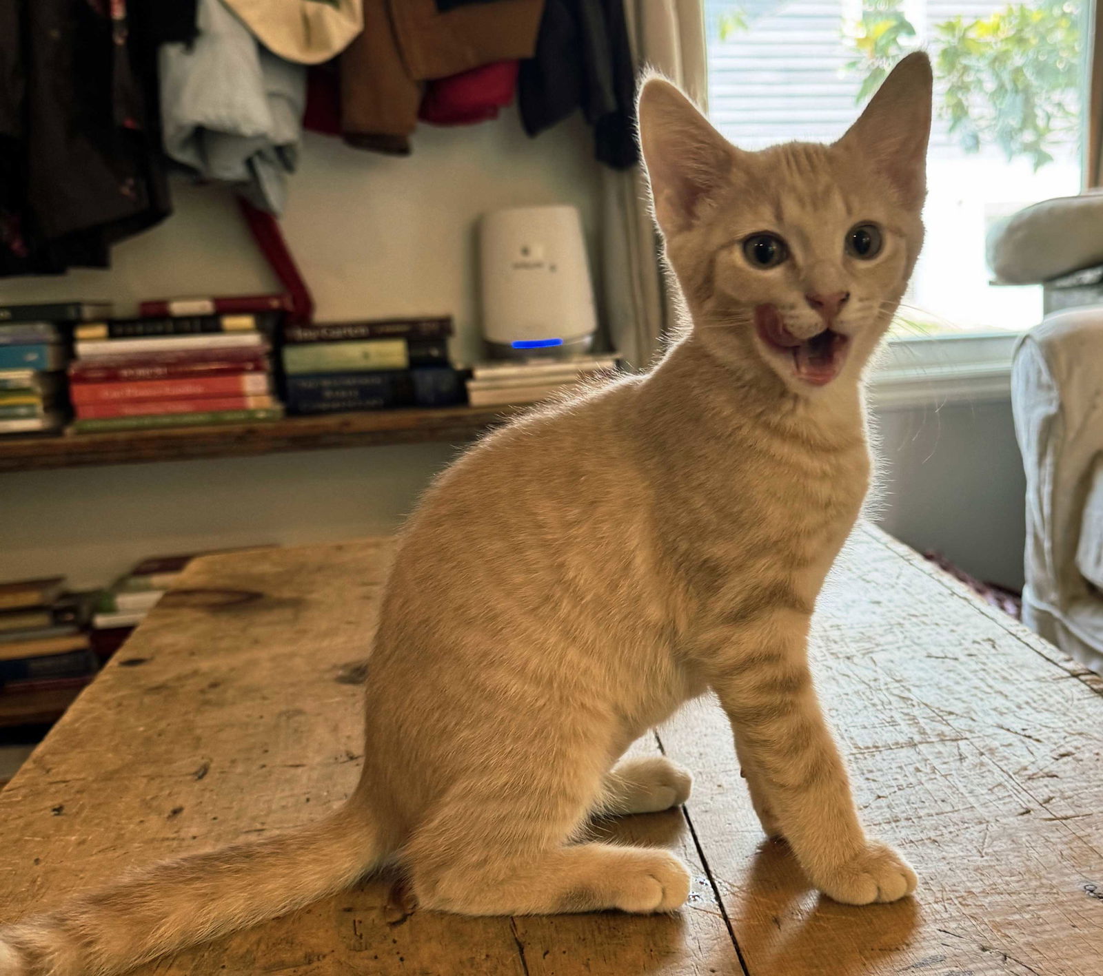 KITTEN GEORGIA
