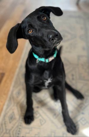 PUPPY BISMARCK, Young Male Labrador Retriever