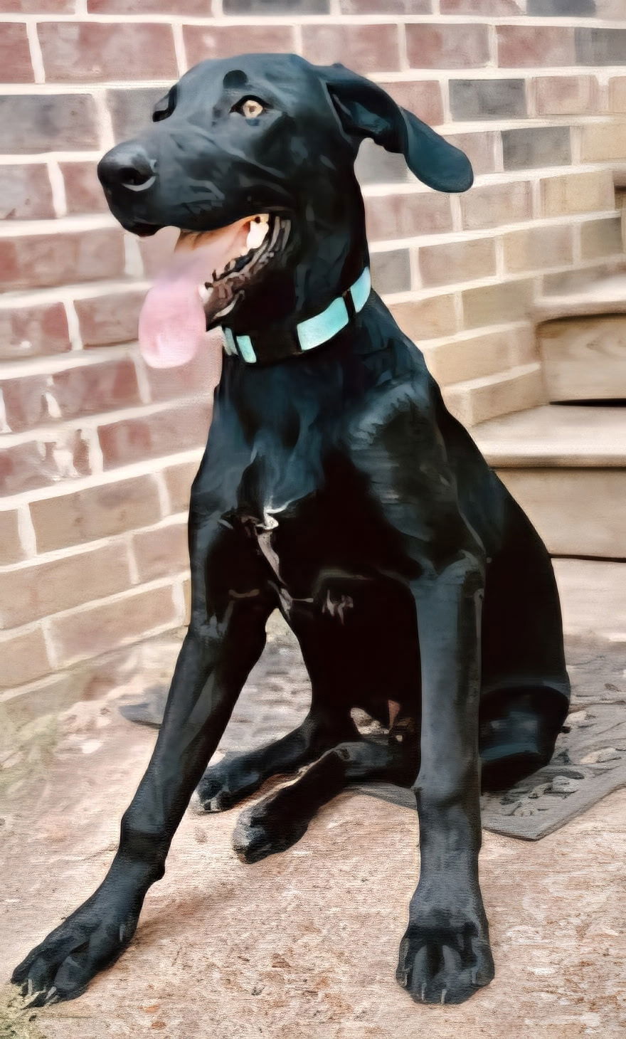 PUPPY BISMARCK