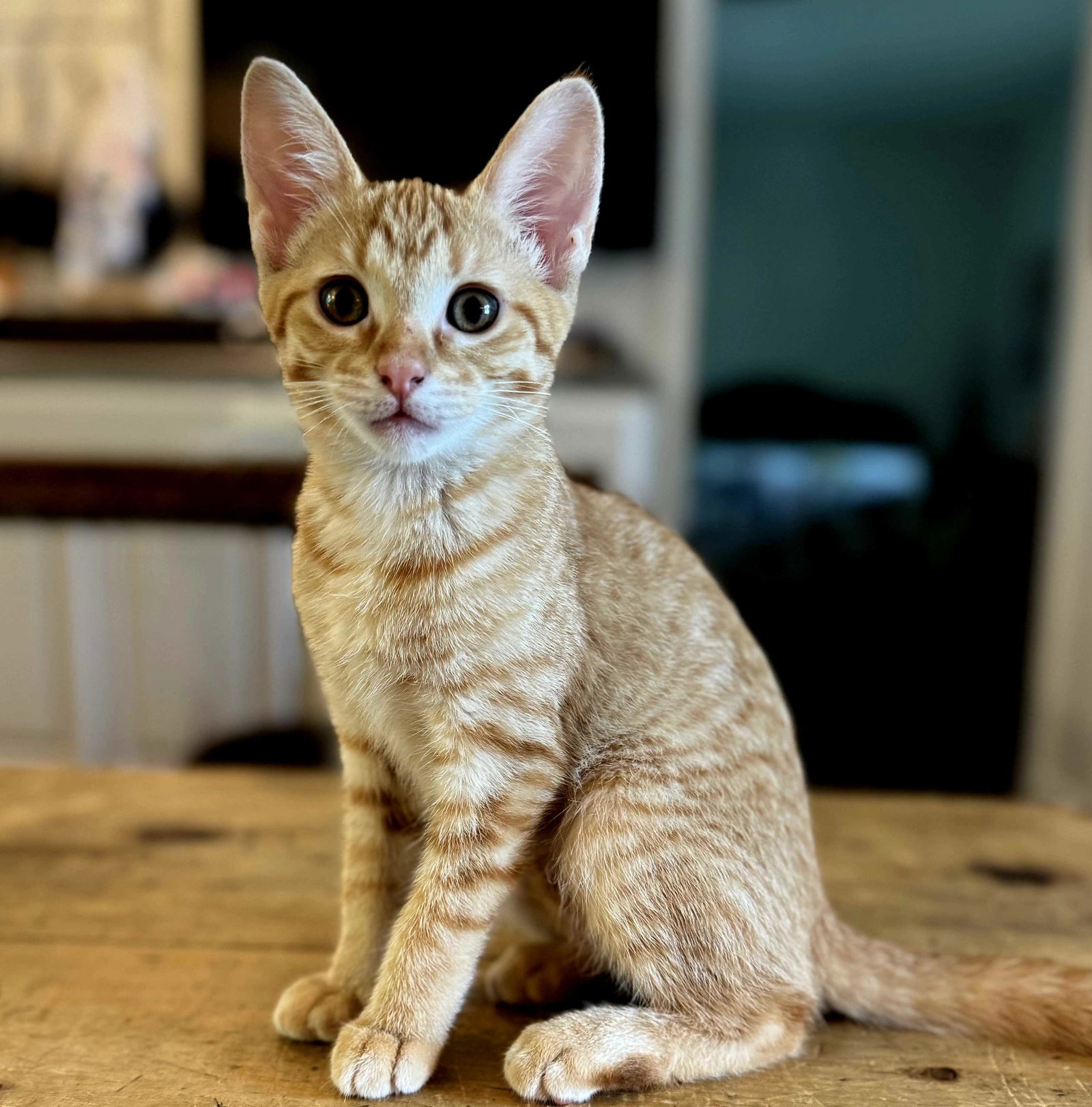 KITTEN LILY