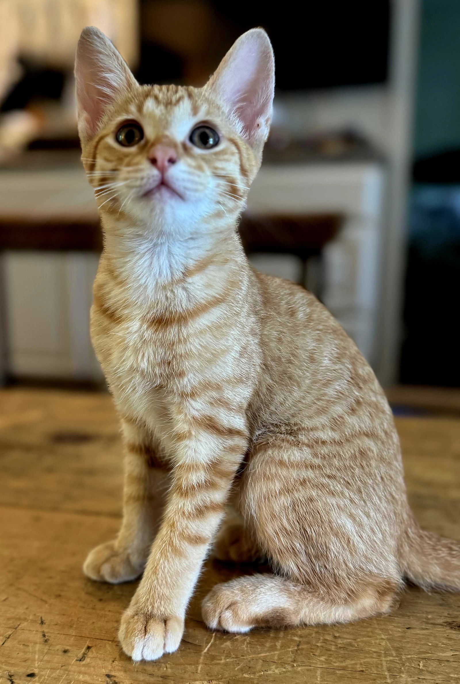 KITTEN LILY