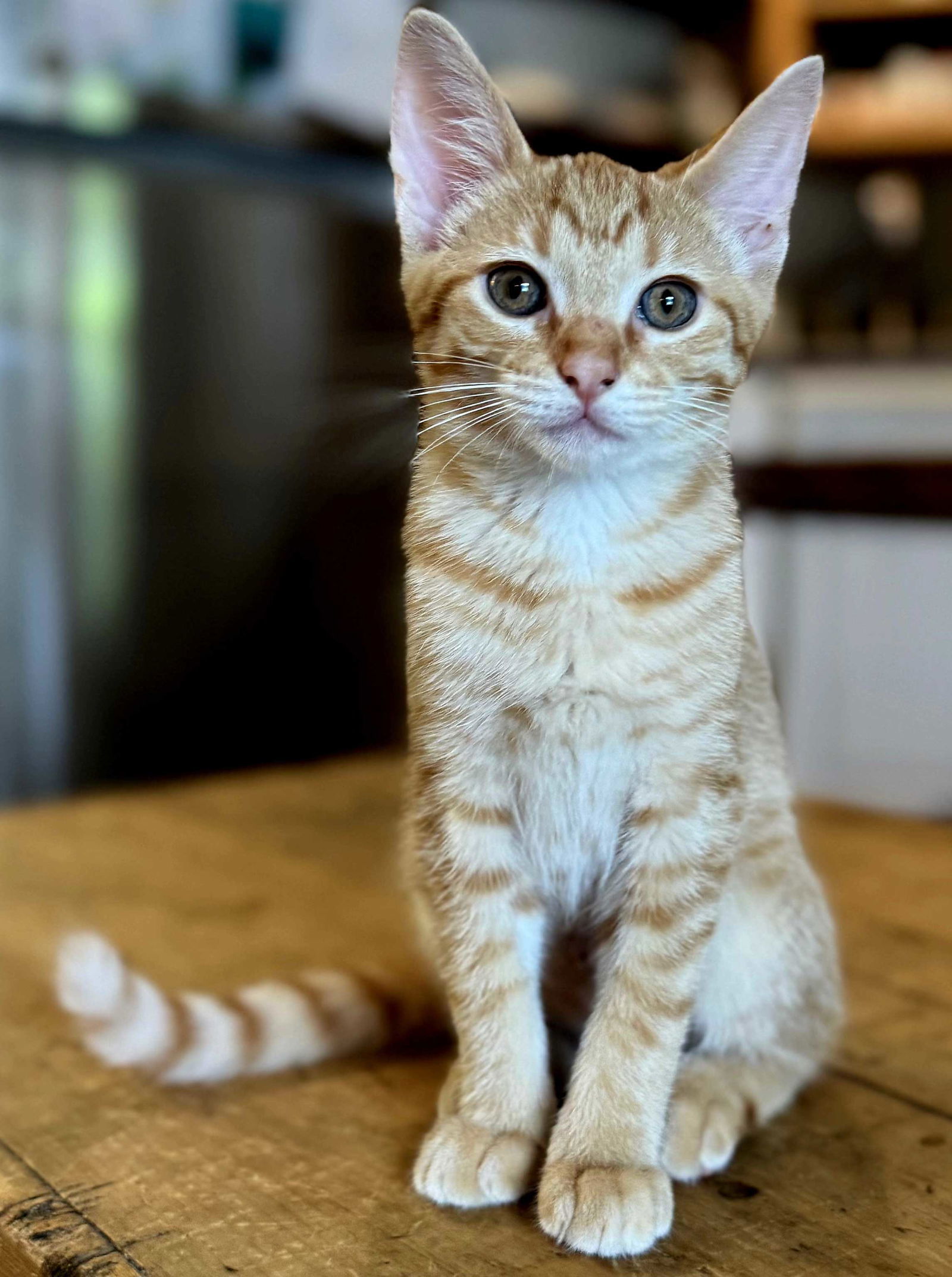 KITTEN LILY