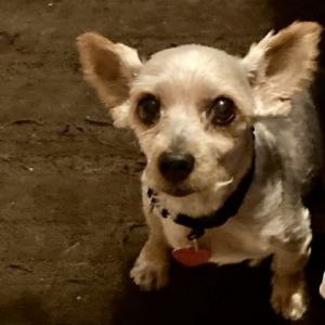 Georgio, Senior Male unknown