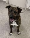 Bronson photo 1