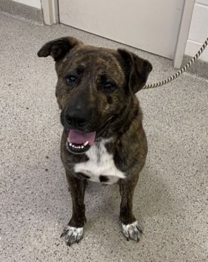 Bronson, Adult Male Shepherd