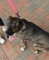 Bronson photo 2