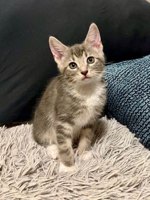 Capicola, Baby Male Domestic Short Hair