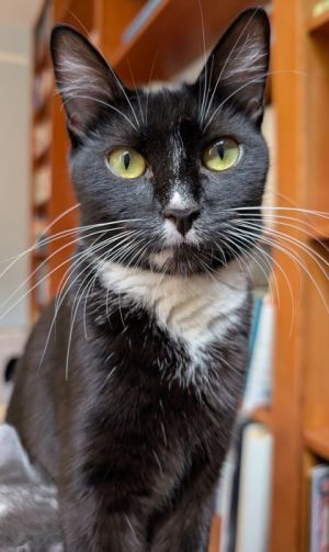 Panda, Young Female Domestic Short Hair