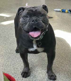 Meatball, Adult Male unknown