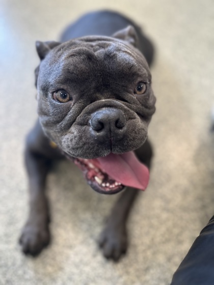 Meatball