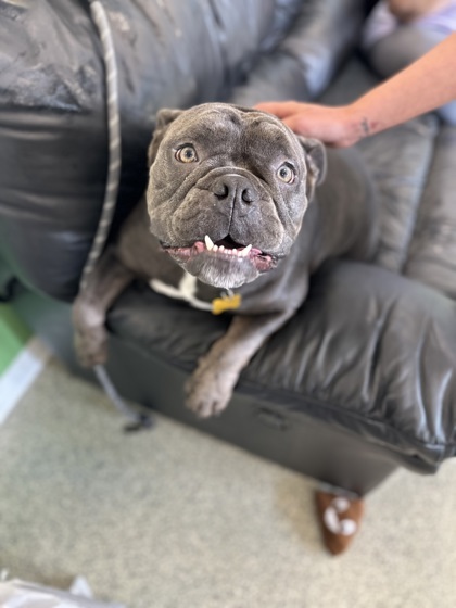 Meatball