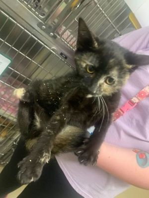 Xenon, Baby Female Domestic Short Hair