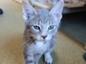 Gio, Baby Male Domestic Short Hair