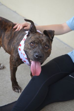 Apple Pie, Adult Female Pit Bull Terrier