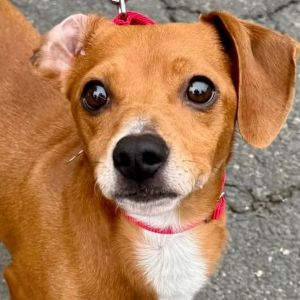 Liam, Adult Male Dachshund