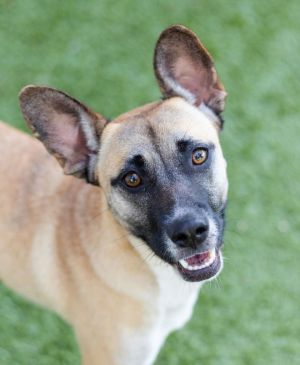Love, Young Female Terrier