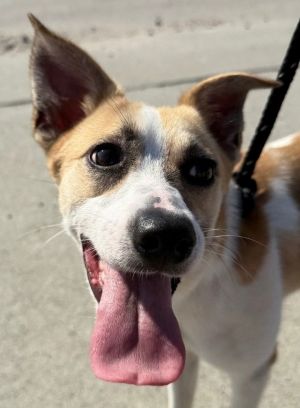 Draco, Young Male Retriever