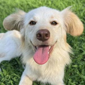 Tini, Young Female Spitz