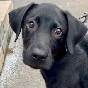 Bentley, Baby Male Labrador Retriever