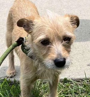 Daisy, Adult Female Terrier