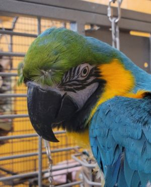 Maui, Adult Male unknown