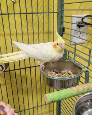 Peach, Adult Female unknown