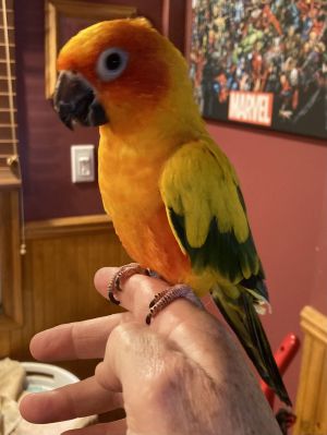 Teo, Adult Female unknown