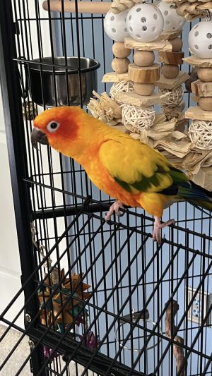 Milo, Young Male unknown