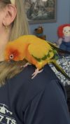 Milo photo 3