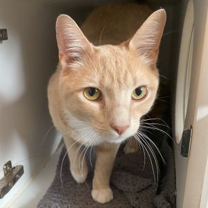 Buffers, Adult Male Domestic Short Hair