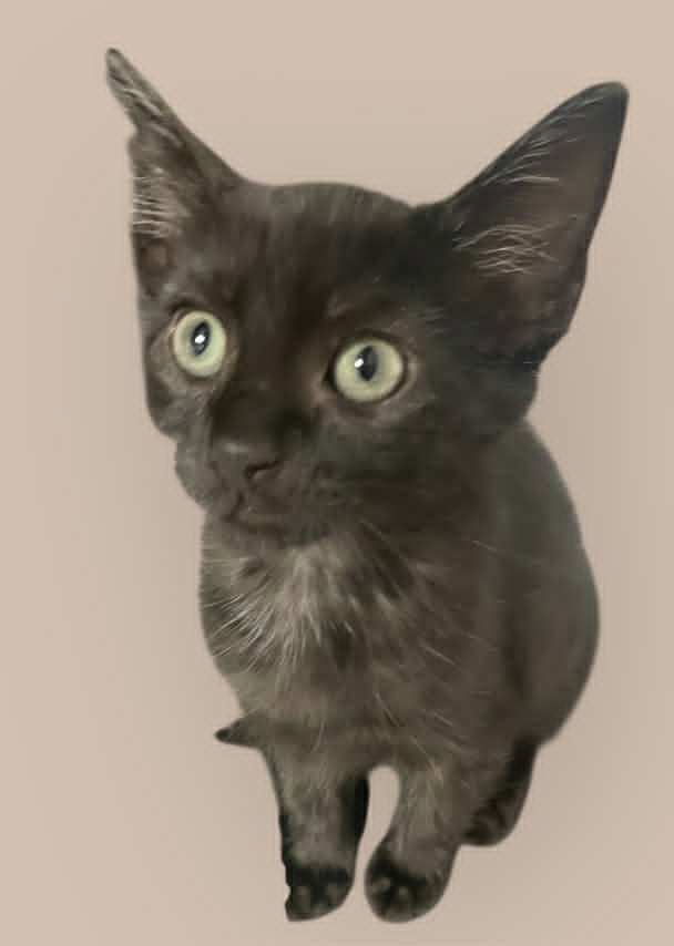 Mushka