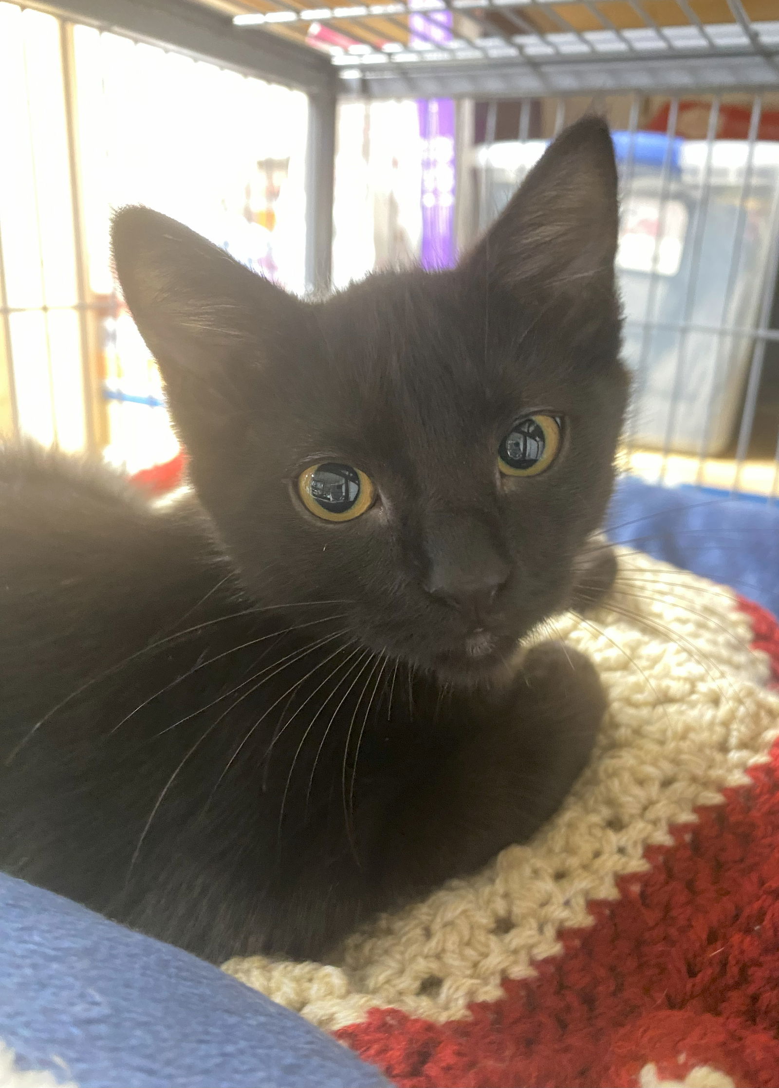 Nyx