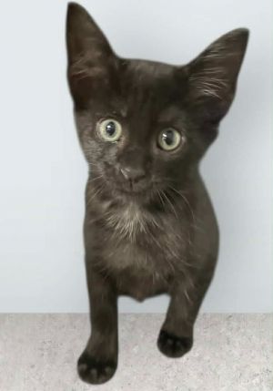 Mouse, Baby Female Domestic Short Hair