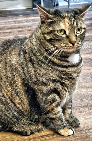 Loona, Adult Female Domestic Short Hair