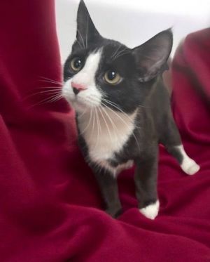 Saddle, Baby Male Domestic Short Hair