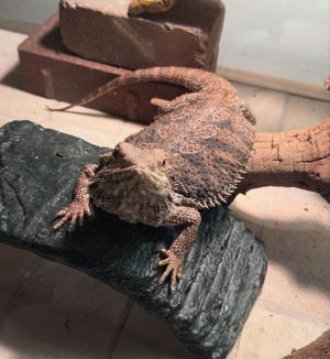 Veda, Adult Female unknown