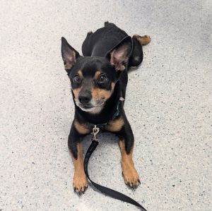 Bubba, Adult Male Miniature Pinscher