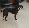 Molly photo 1