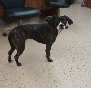 Molly, Adult Female Boston Terrier