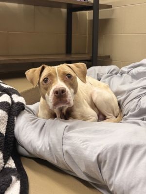 Pretty Pretty Pit Bull Terrier Dog